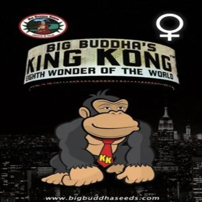 King Kong van Big Buddha Seeds