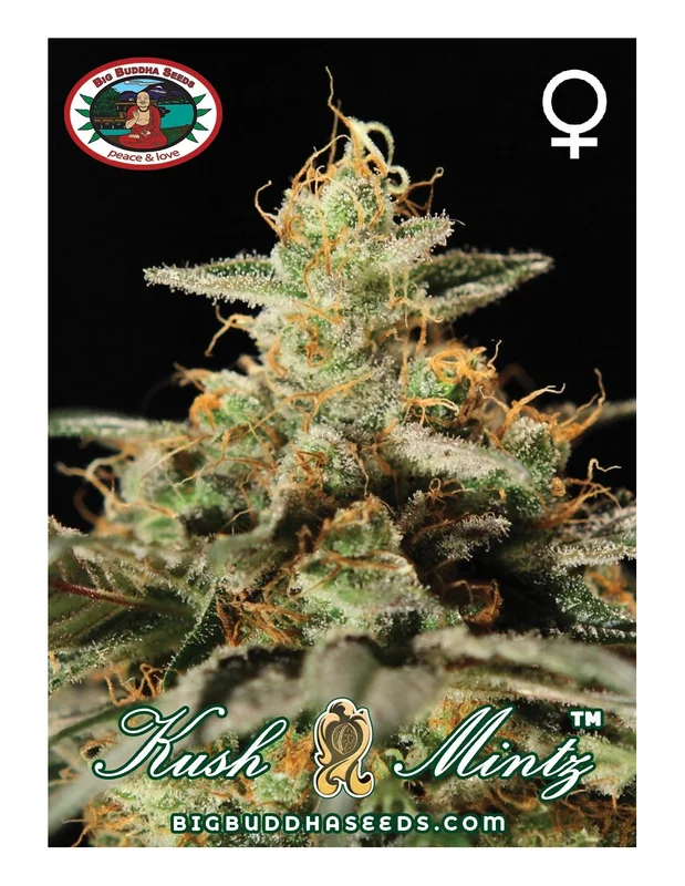Kush Mintz van Big Buddha Seeds