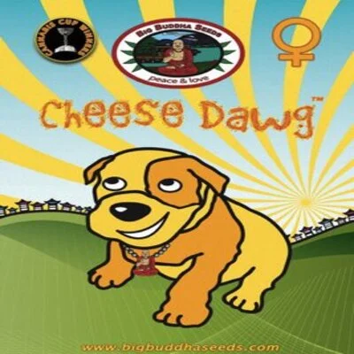 Cheese Dawg van Big Buddha Seeds