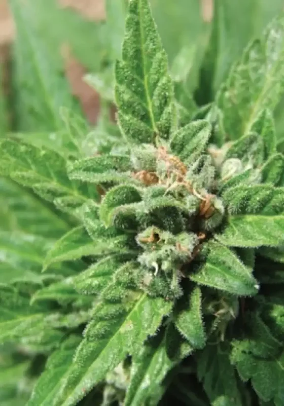 Automatic van Big Buddha Seeds
