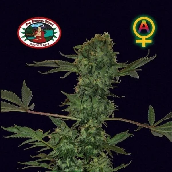Big Buddha Cheese van Big Buddha Seeds