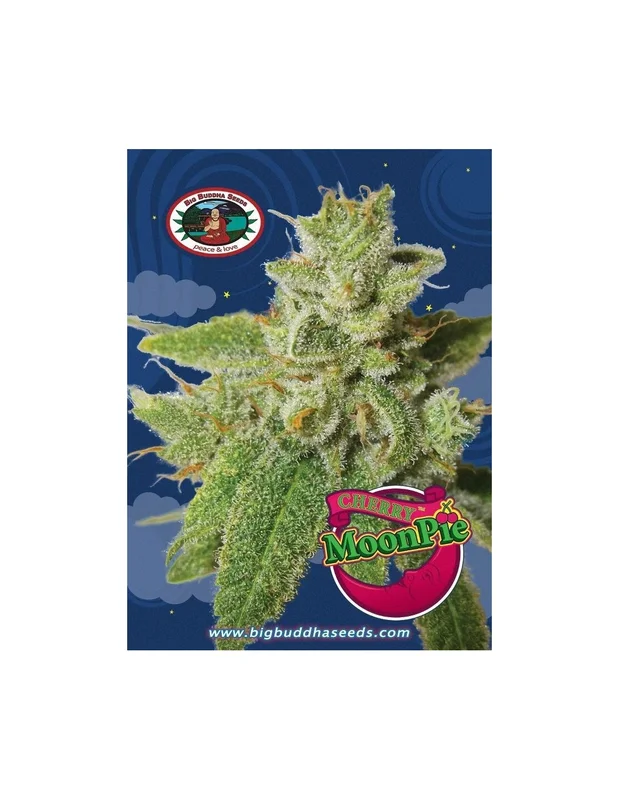 Cherry Moon Pie van Big Buddha Seeds