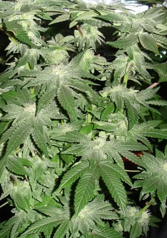Buddha Tahoe van Big Buddha Seeds