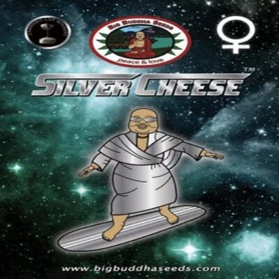 Silver Cheese van Big Buddha Seeds