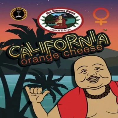 California Orange Cheese van Big Buddha Seeds