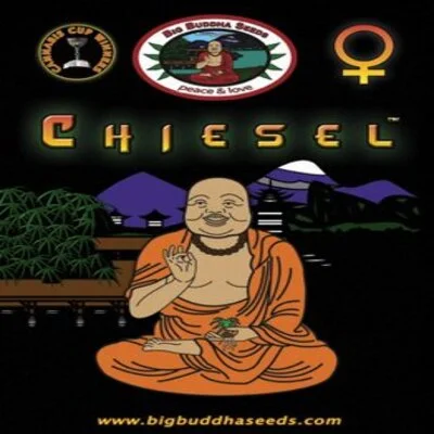Chiesel van Big Buddha Seeds