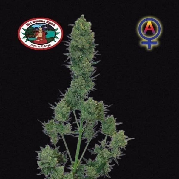 Blue Cheese van Big Buddha Seeds