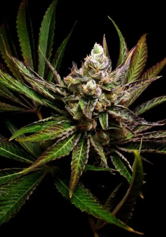 G-Bomb van Big Buddha Seeds