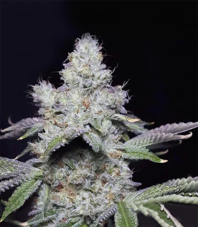 Cookies & Cream Cheese van Big Buddha Seeds