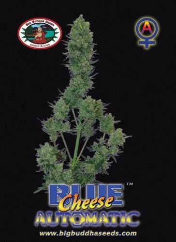 Blue Cheese van Big Buddha Seeds