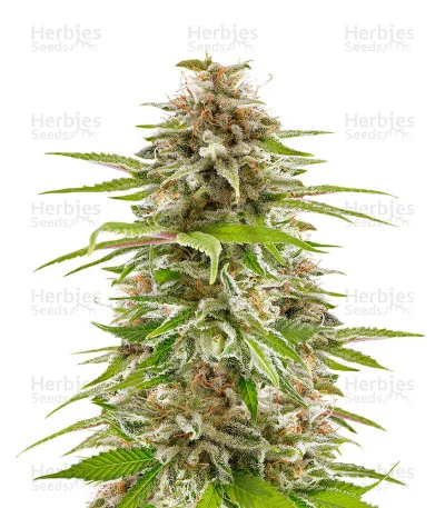 Sherbert Dab van Big Head Seeds