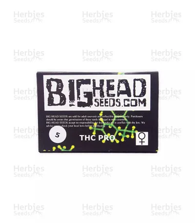 THC Pro van Big Head Seeds