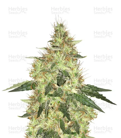 Cookie Dawg van Big Head Seeds