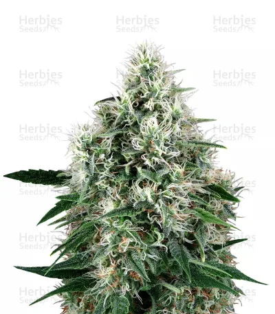 Fire OG Kush van Big Head Seeds