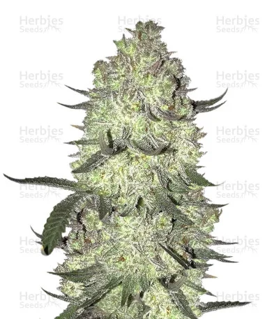 Gorilla Cookies van Big Head Seeds
