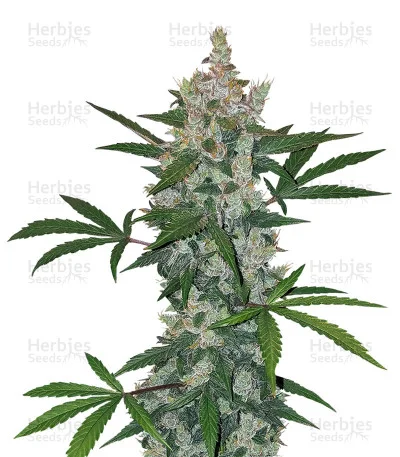 Julies Cookies van Big Head Seeds
