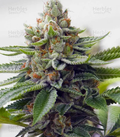 Skywalka Ghost Kush van Big Head Seeds
