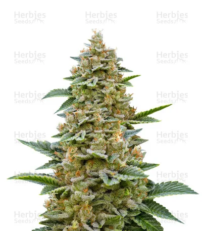 Chemdawg #4 van Big Head Seeds