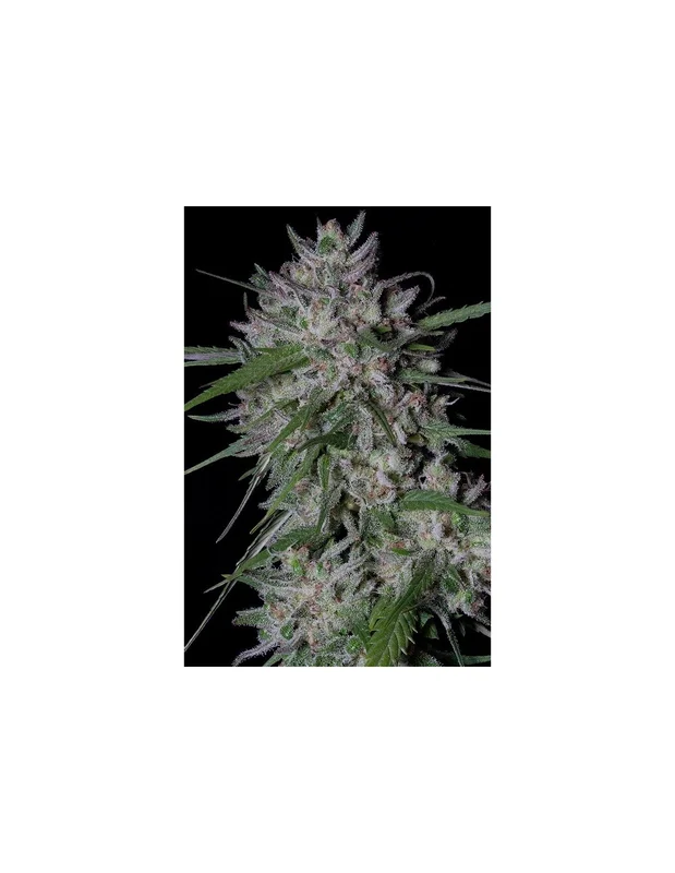 Gorilla Cookies van Big Head Seeds