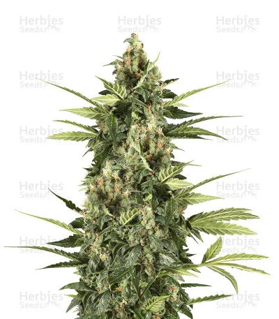 Big Stilton van Big Head Seeds