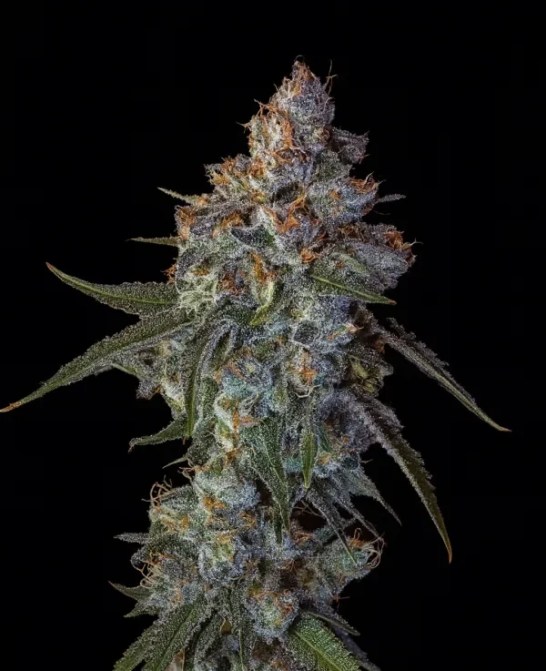 Cherry Pie van Big Head Seeds