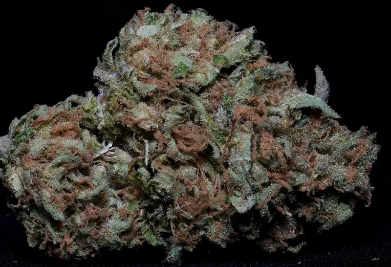 Zkittelz van Big Head Seeds