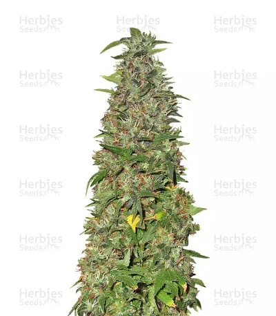 THC Pro van Big Head Seeds