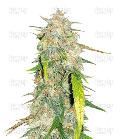 Julies Cookies van Big Head Seeds