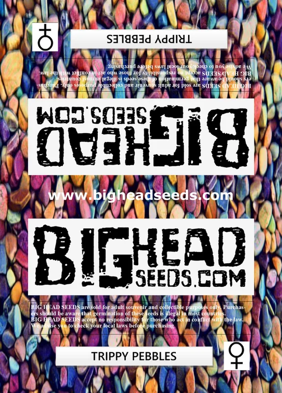 Trippy Pebbles van Big Head Seeds