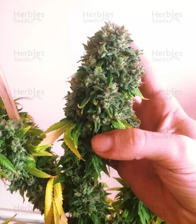 Sour Diesel van Big Head Seeds