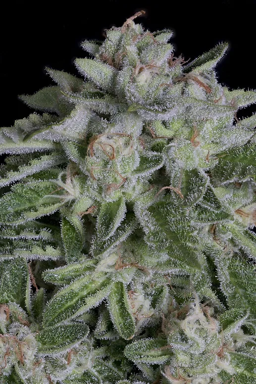 Watermelon Zkittelz van Big Head Seeds
