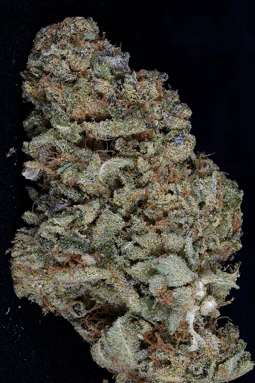 Gorilla Zkittelz van Big Head Seeds