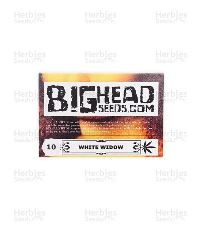 White Widow van Big Head Seeds