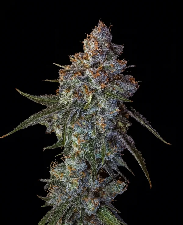 Cherry Pie van Big Head Seeds