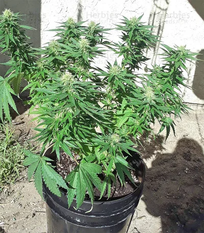 Big Freeze van Big Head Seeds