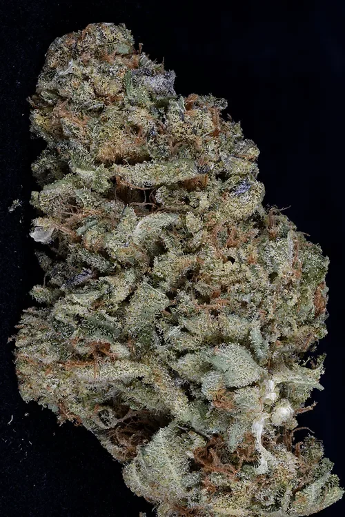 Gorilla Zkittelz van Big Head Seeds