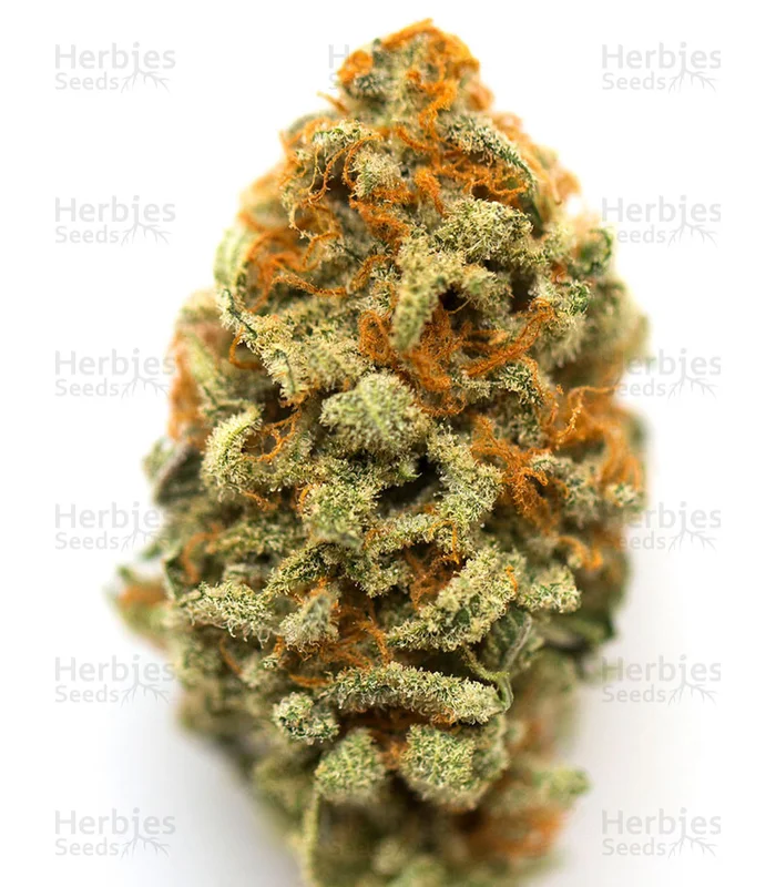 Julies Cookies van Big Head Seeds