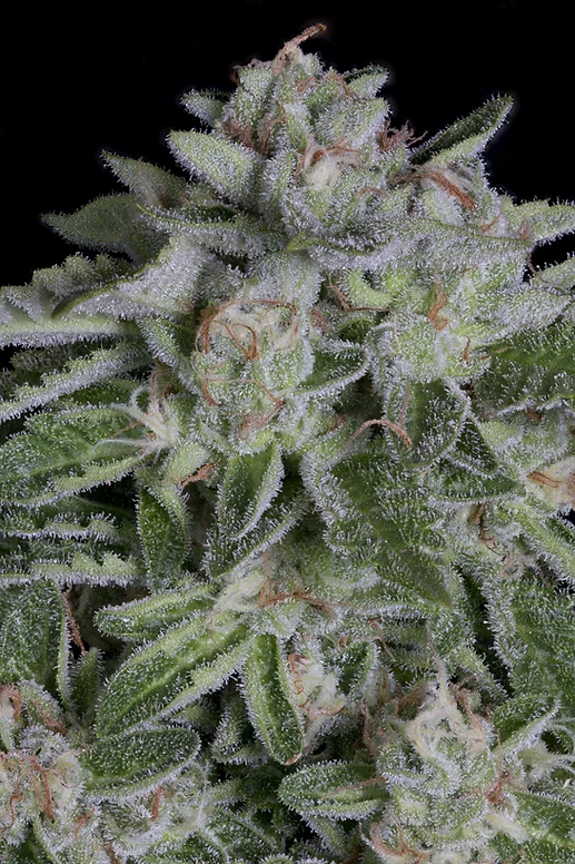 Watermelon Zkittelz van Big Head Seeds