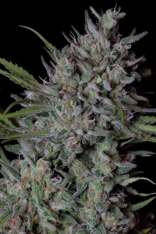 Crystal Runtz van Big Head Seeds