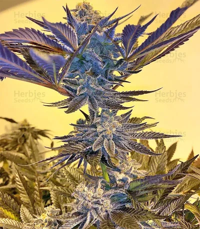 Grandaddy Purple van Big Head Seeds