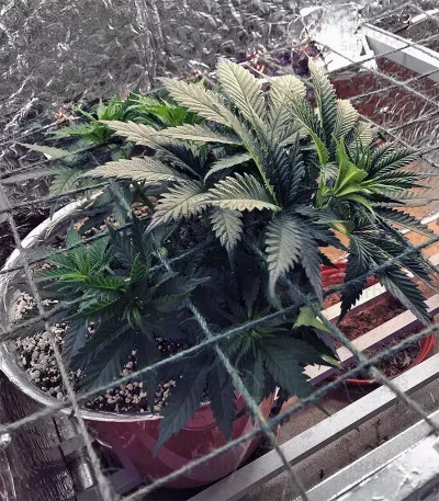Trippy Gorilla van Big Head Seeds