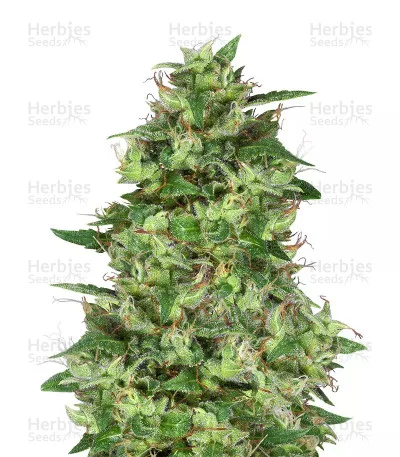 Trippy Gorilla van Big Head Seeds