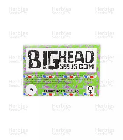 Trippy Gorilla van Big Head Seeds
