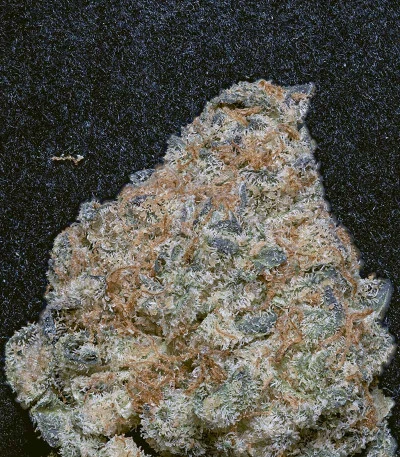 Do-Si-Dos van Big Head Seeds