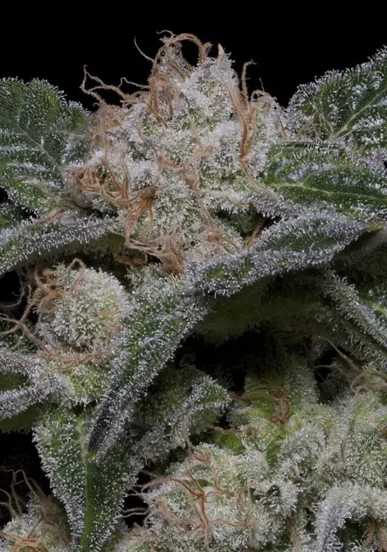 Banana Punch van Big Head Seeds