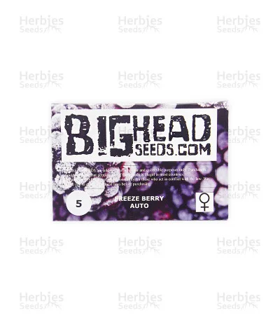Freeze Berry van Big Head Seeds