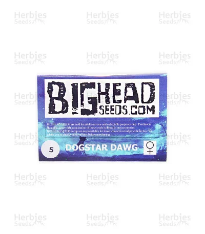 Dogstar Dawg van Big Head Seeds