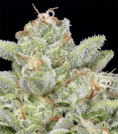 Skywalka Cookies van Big Head Seeds