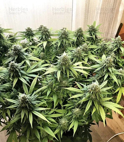 Critical van Big Head Seeds