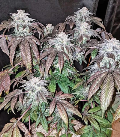 Gorilla Cookies van Big Head Seeds